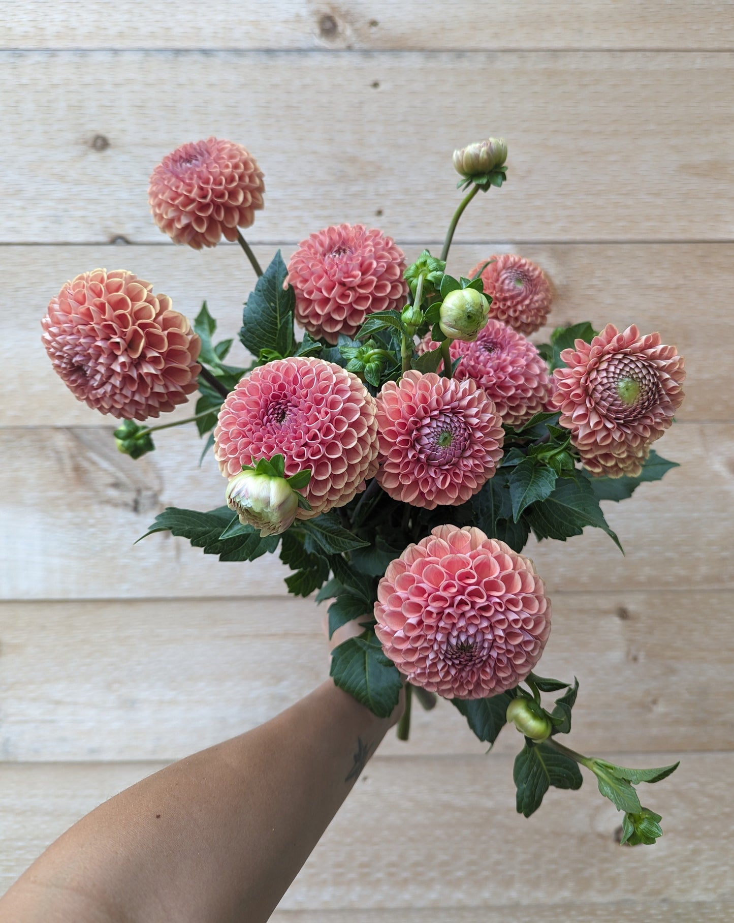 Cornel Bronze Dahlia