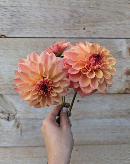 Ferncliff Copper Dahlia