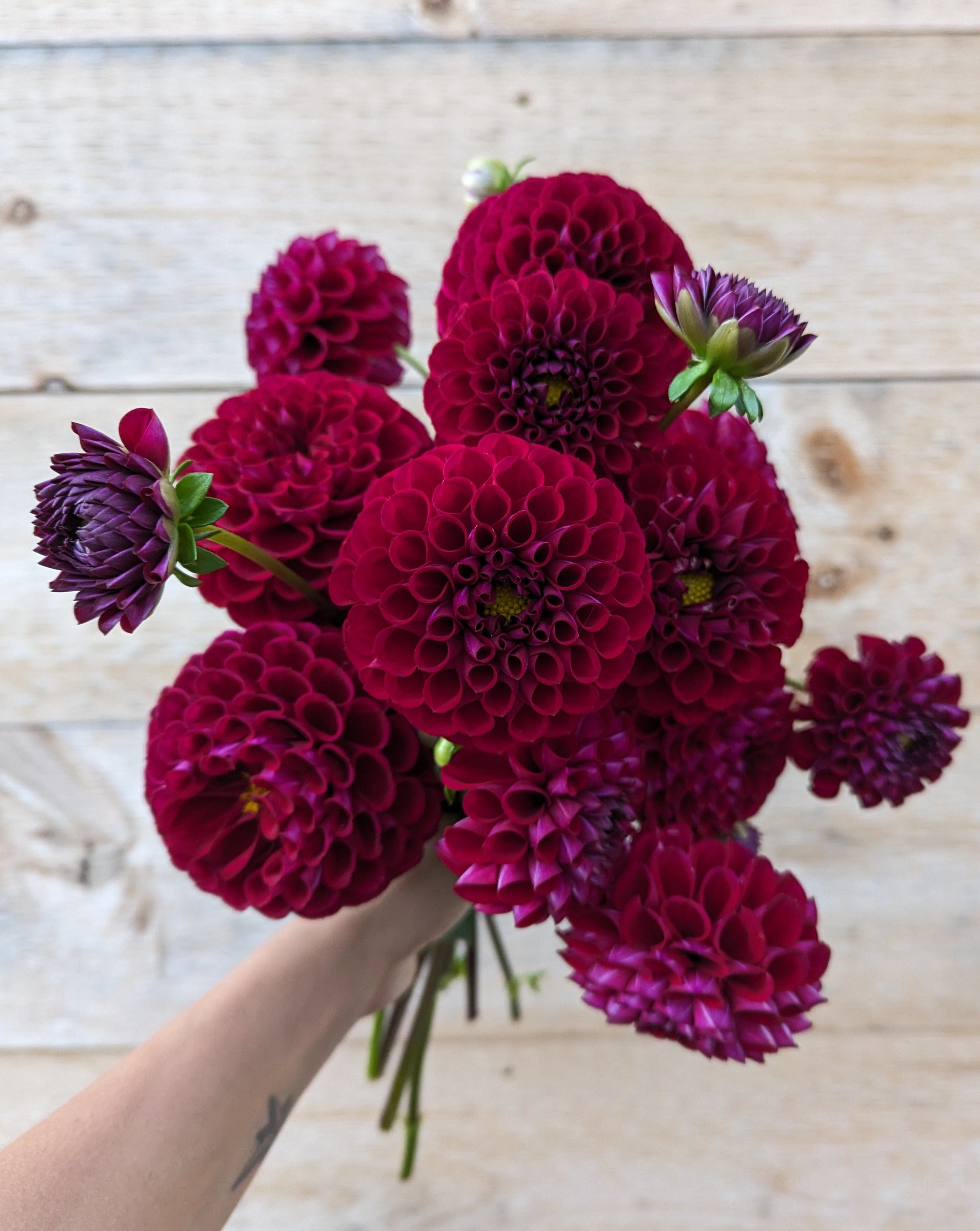 Ivanetti Dahlia – Muddy Creek Farm And Flower