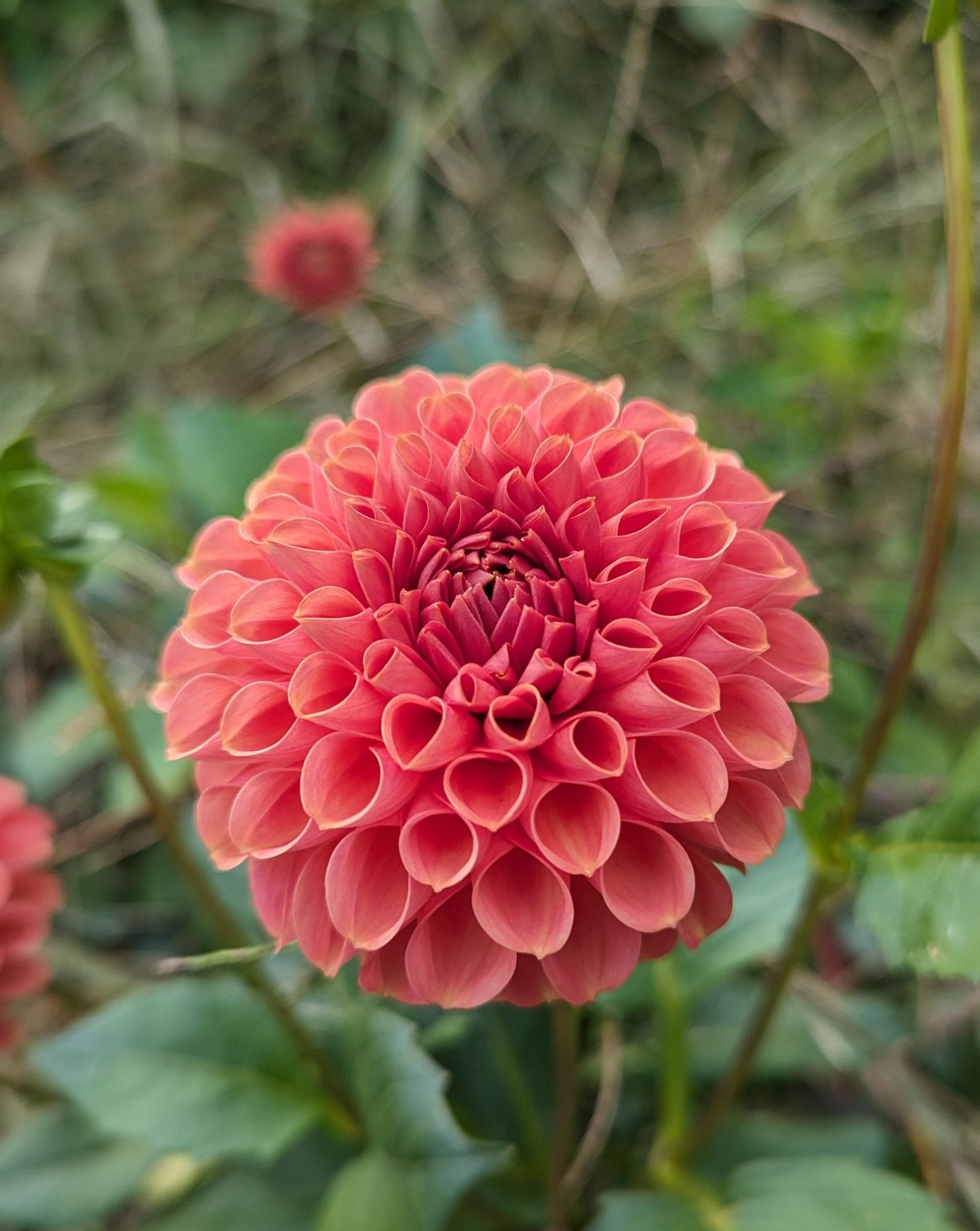 Jomanda Dahlia