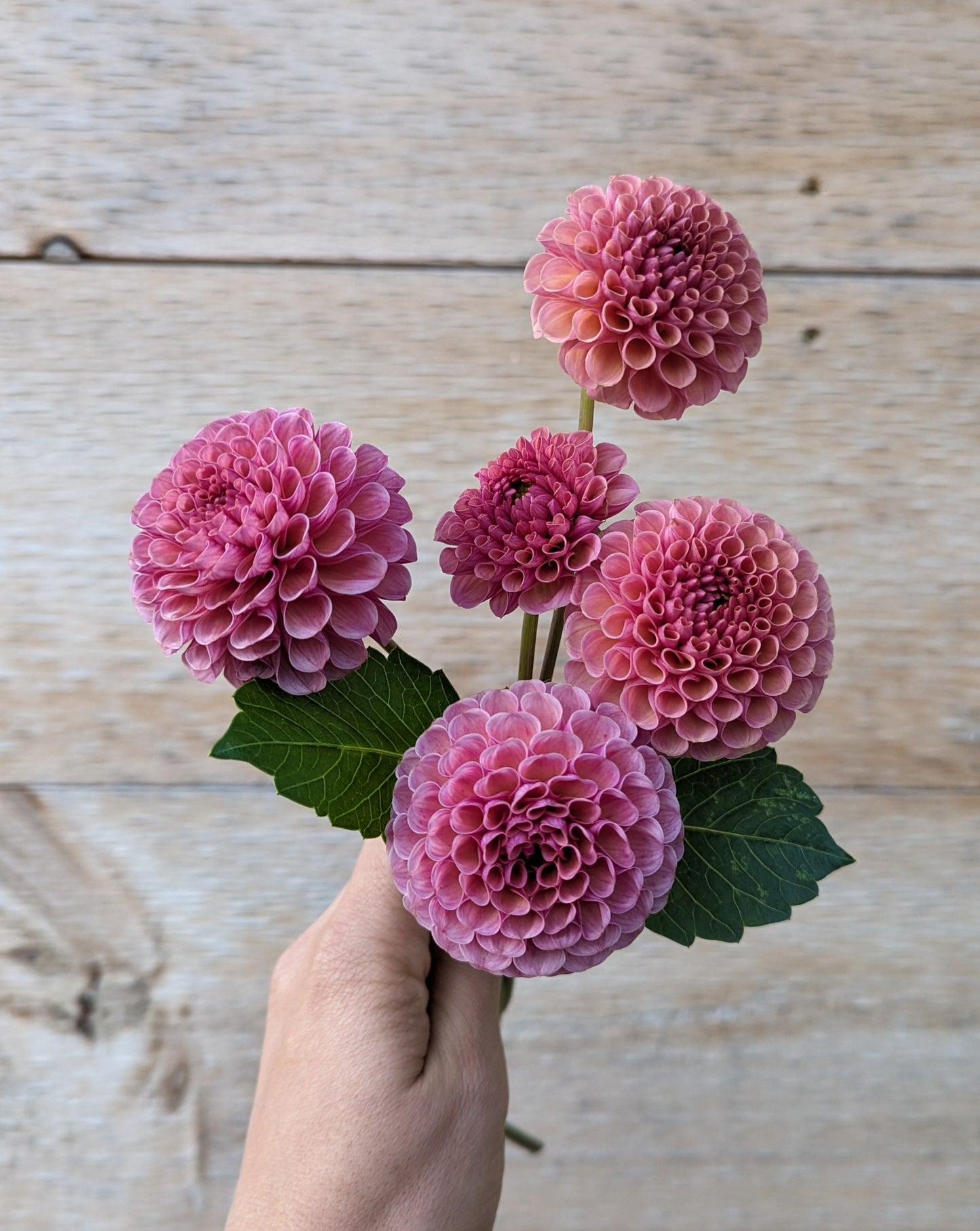 Koko Puff Dahlia