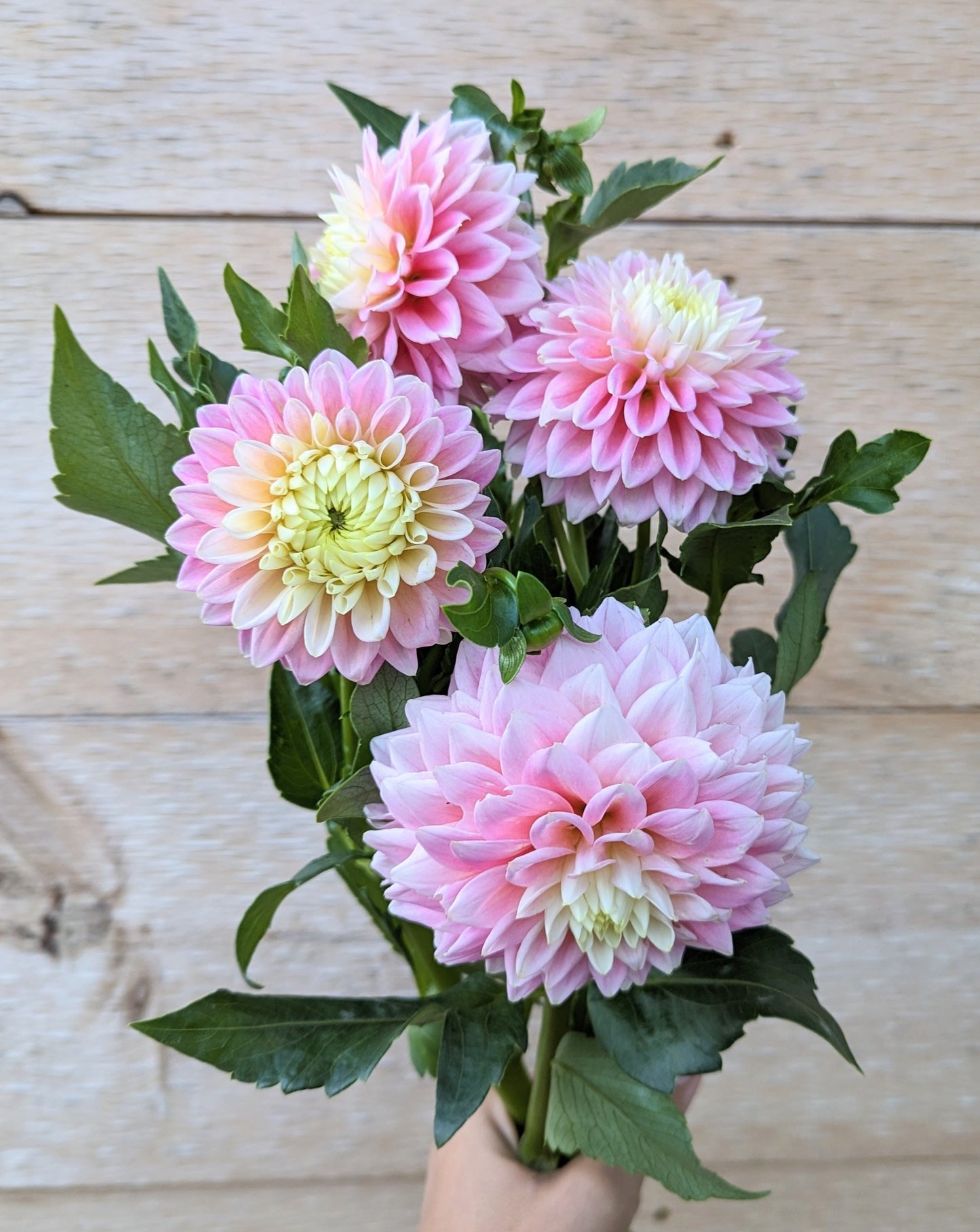 Sugartown Sunrise Dahlia