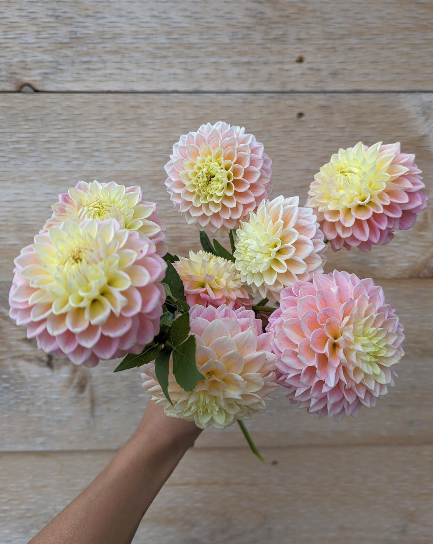 Sugartown Sunrise Dahlia