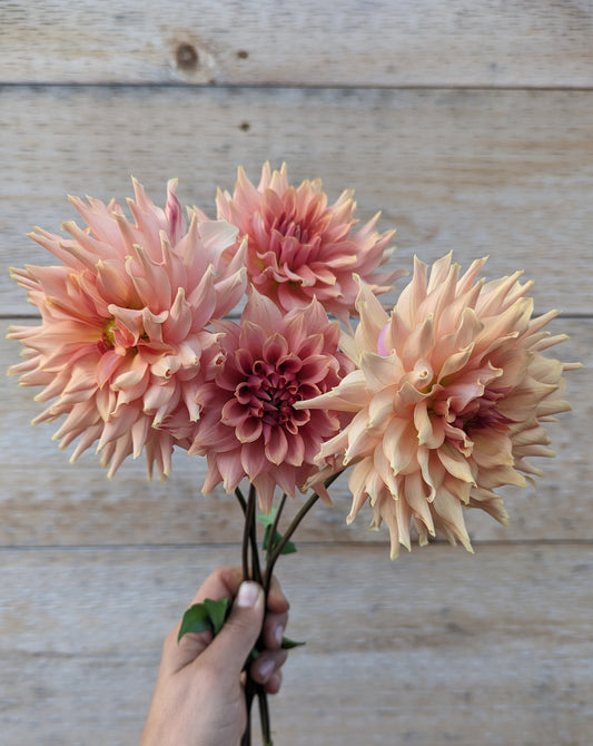 Terracotta Dahlia