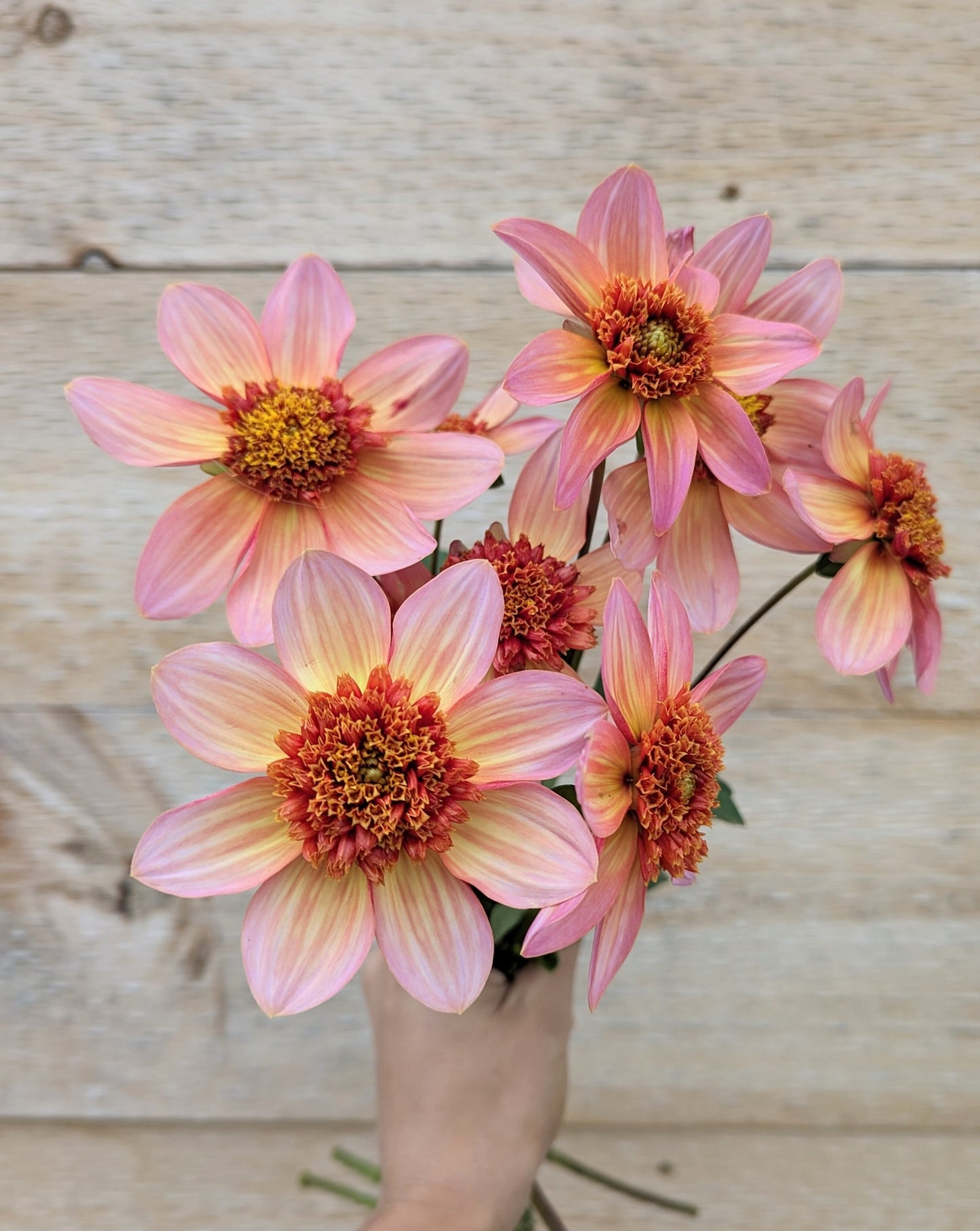 Totally Tangerine Dahlia